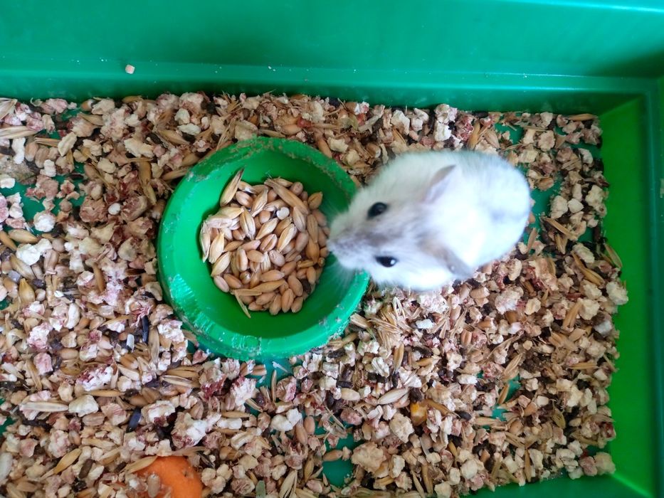 Хомячки Кременчуг