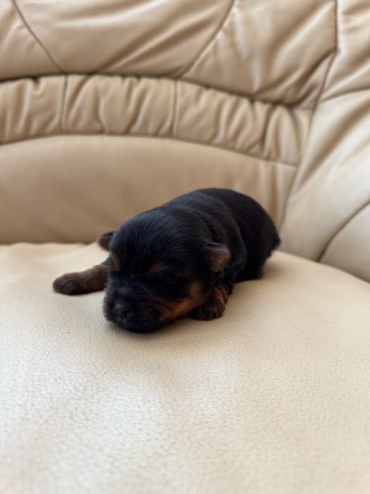 Йоркширський терєр