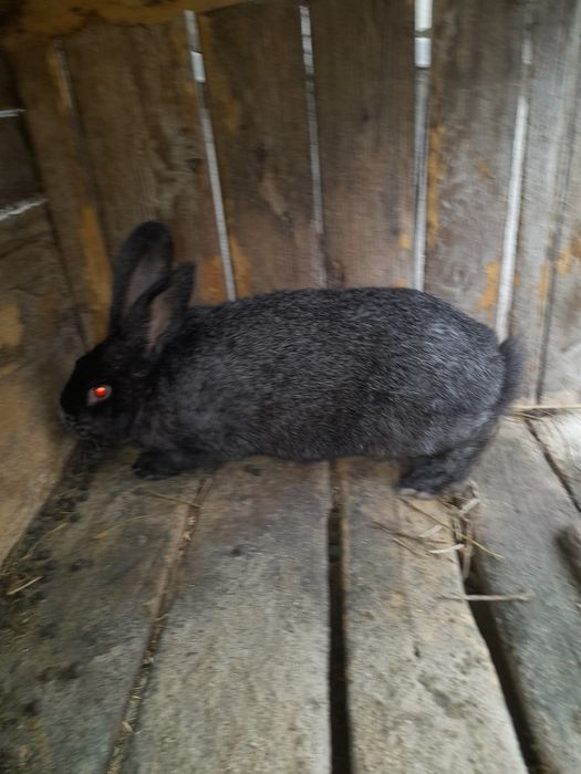 Продам кроликів різного віку