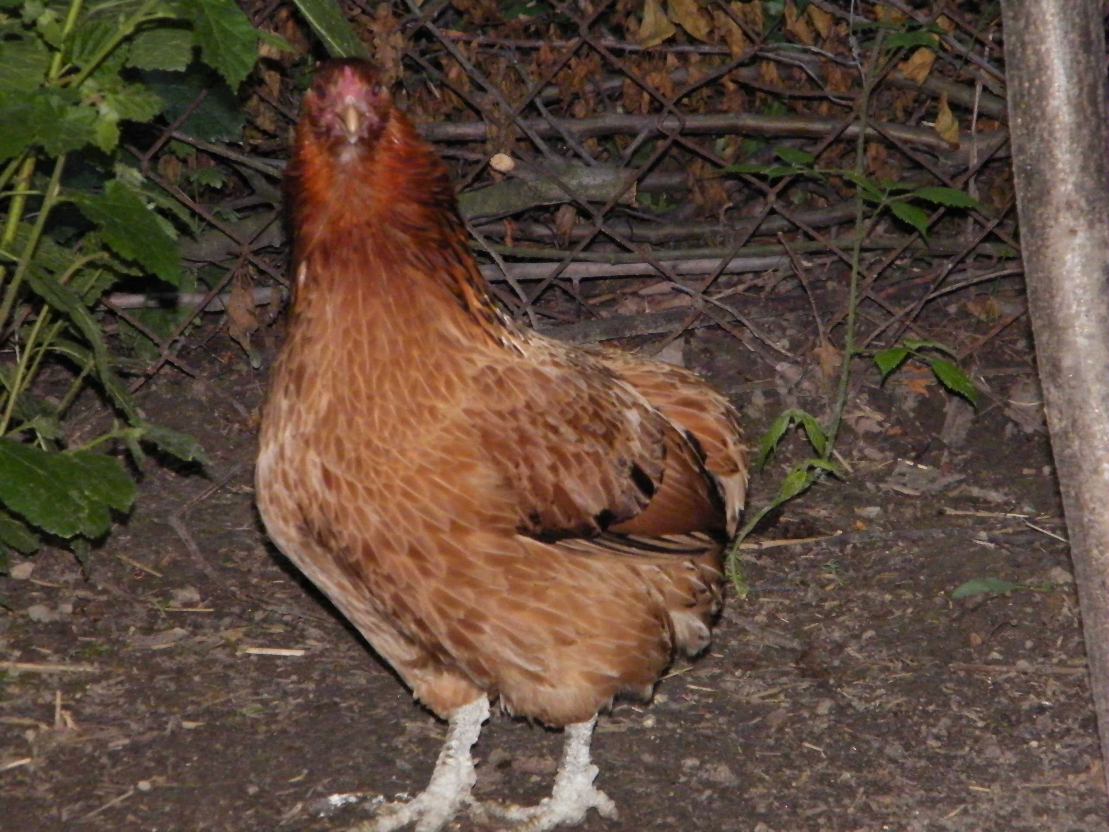 Araucana bezogonowa koguciki