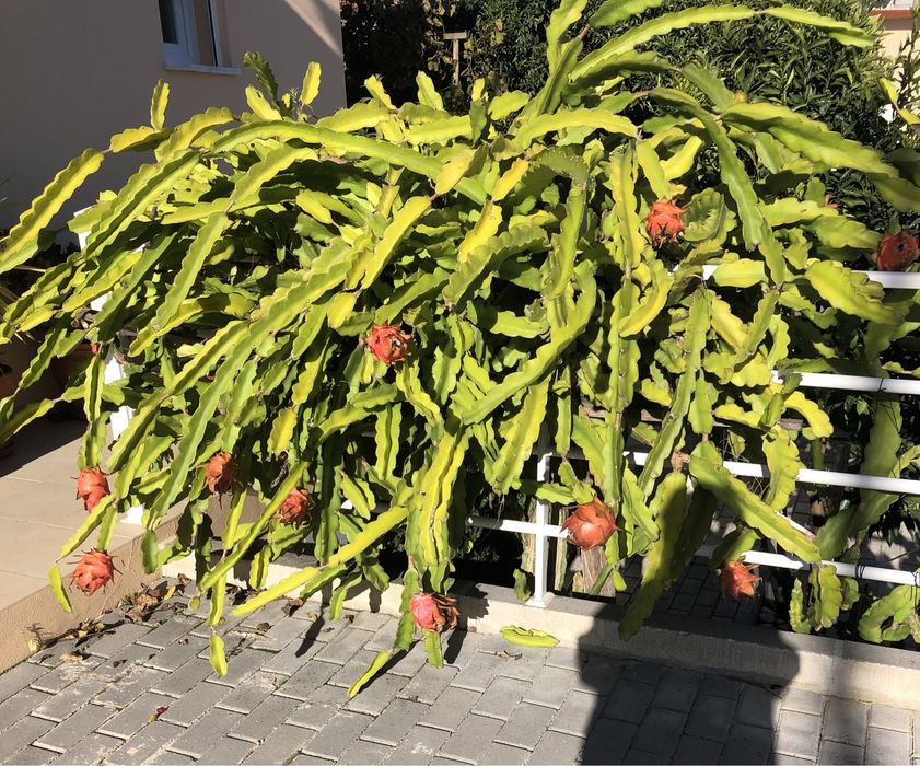 Pitaya em vaso completa 2 metros de altura.