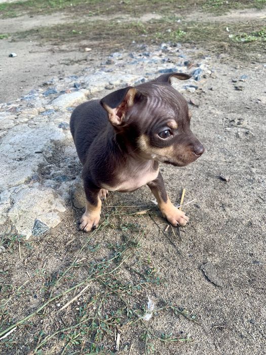 Яскраві Той-тер'єри