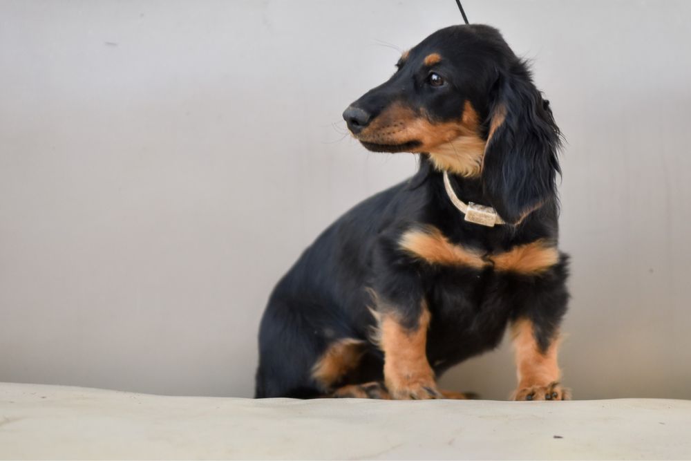 Породные таксы дш стандарт