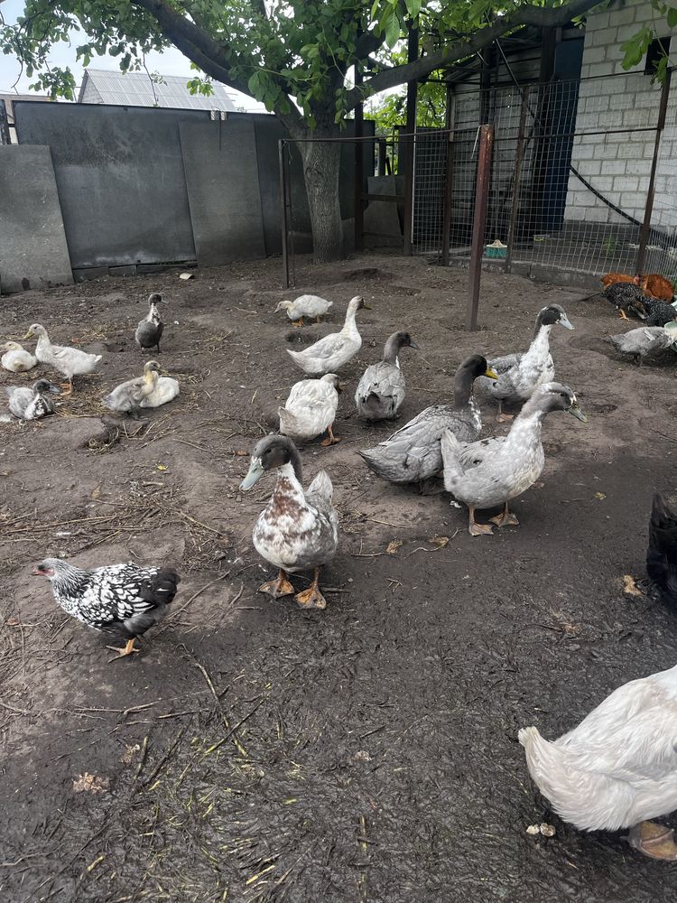 Продам 2-ох місячних качок