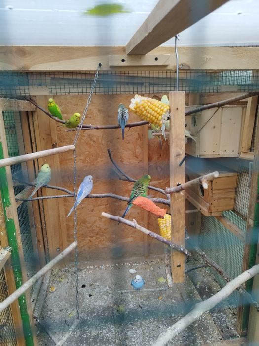 Sprzedam papugi faliste