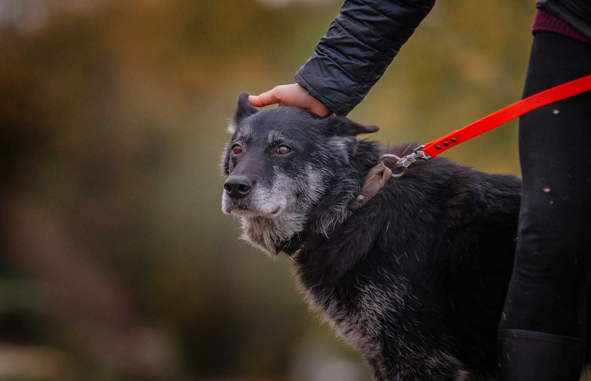 Hercules Kochany Psi Senior Szuka Ciepłego Domku