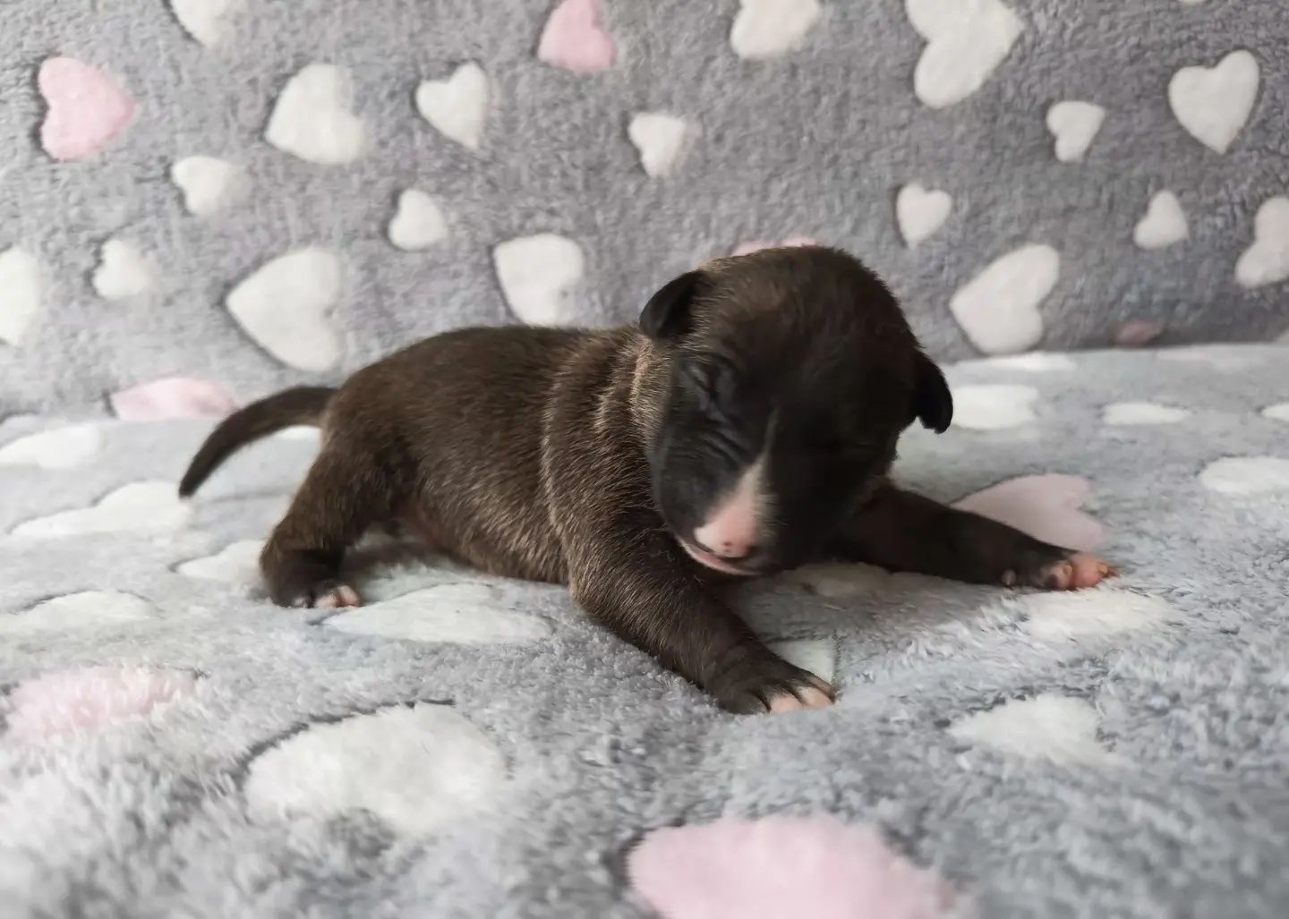 Bulterier, Bullterrier Standard, Suczka solid pręga, FCI ZKwP