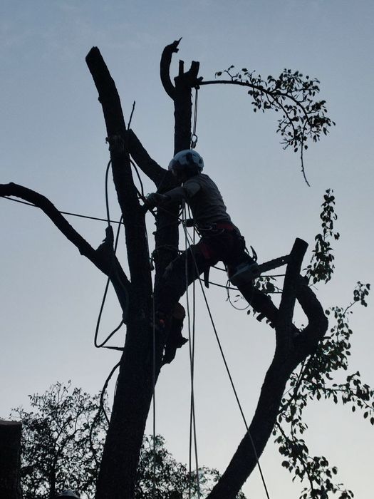 Обрізка, видалення, чистка дерев
