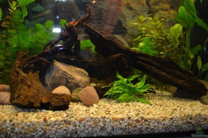 Żwir rzeczny podłoże do akwarium od 2-8 mm - KAŻDY BIOTOP