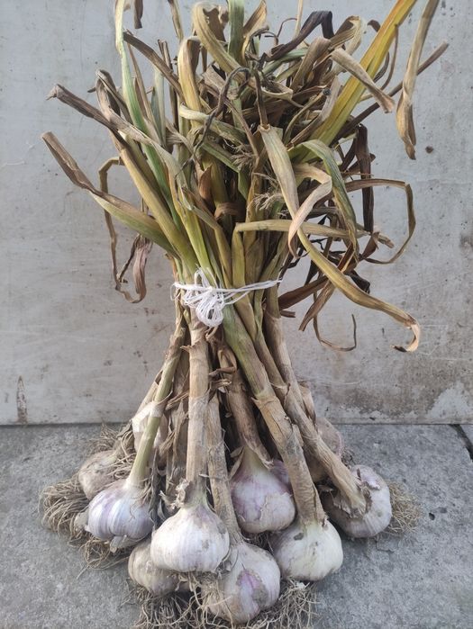Czosnek zimowy Lubasza 35-45mm, Harnaś 35-45mm