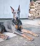 Doberman Niebieski reproduktor