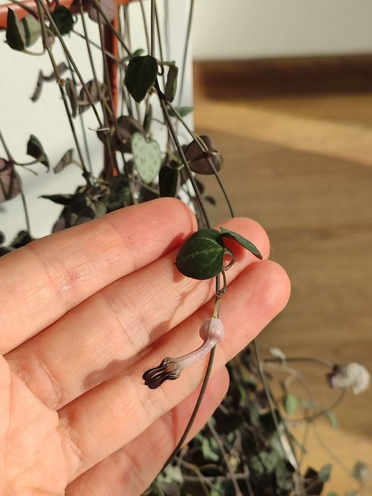 Церопегия Вуда с горшком и опорой