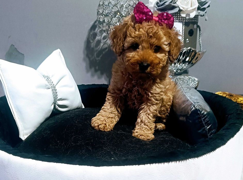 Maltipoo F1 sunia z Rodowodem/Umową