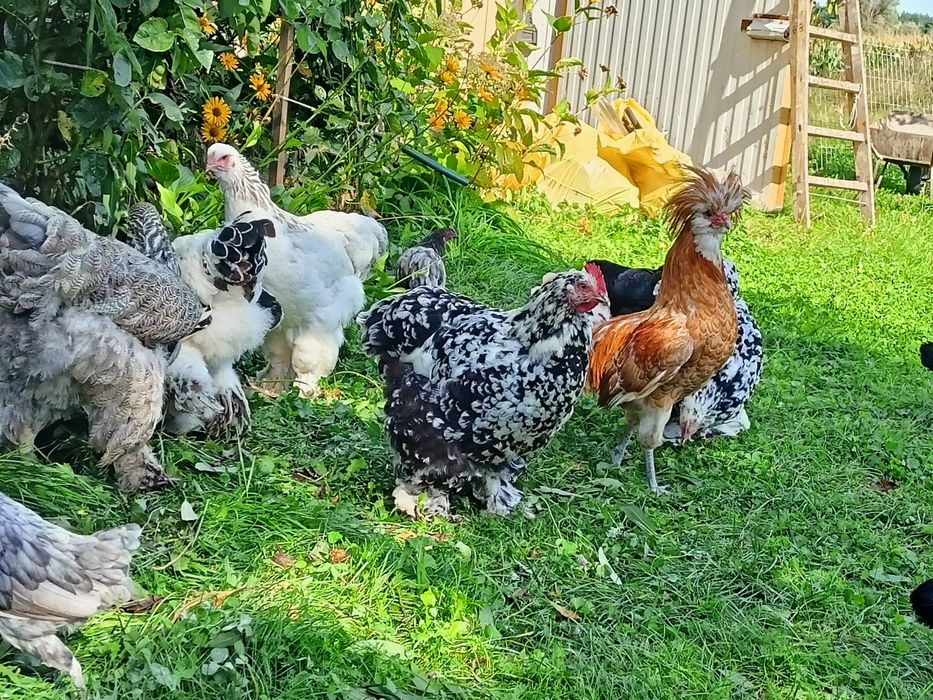 Sprzedam kury ozdobne