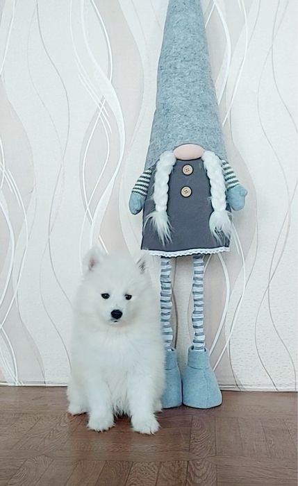 Купити цуценя Самоєда