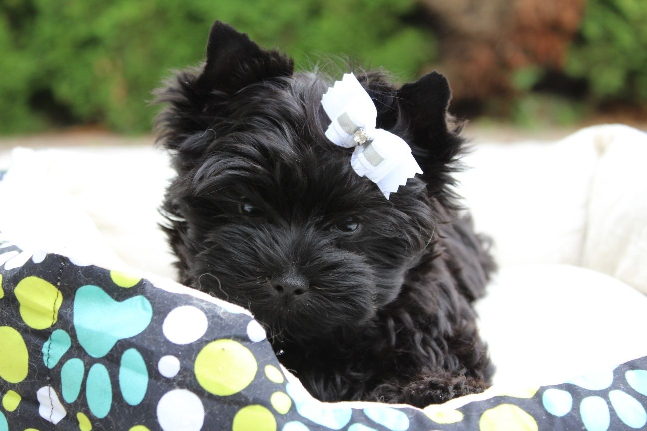 Czarny piesek Yorkshire Terrier