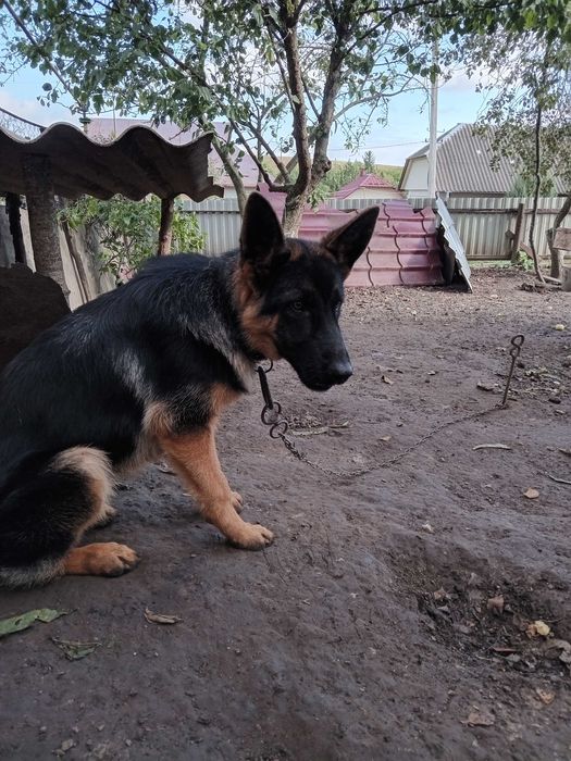 Німецький вівчар