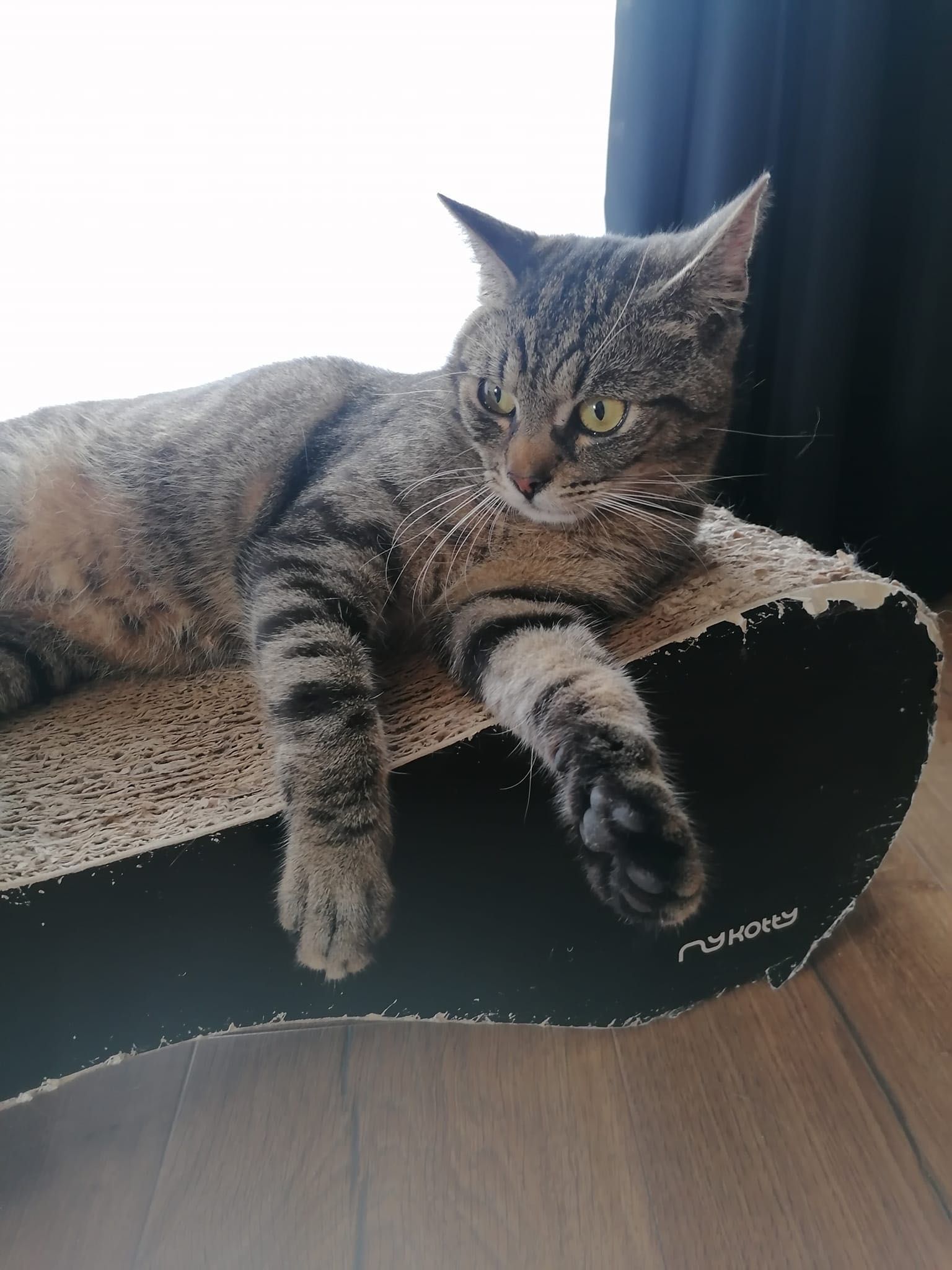 Dostojny kot Ignacy szuka domu!