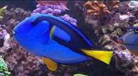 Paracanthurus Hepatus - Blue Tang - Dory XXL peixe agua salgada