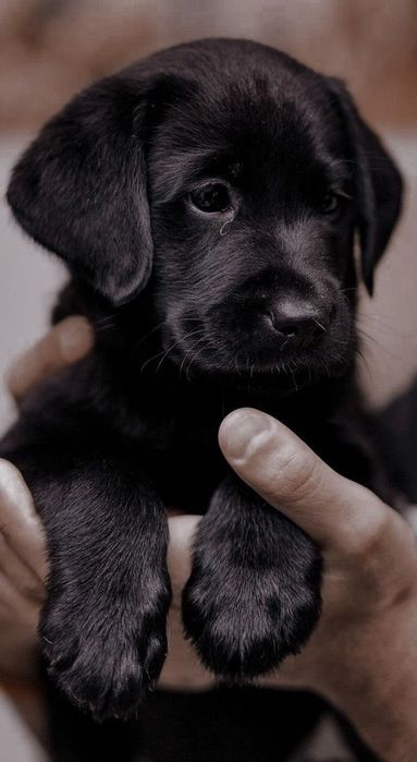 Лабрадор 1,5 месяца