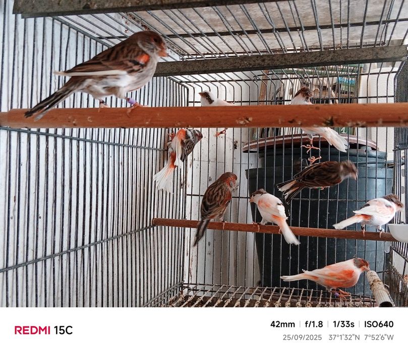 Canários Arlequin português Postura |  Anilhados