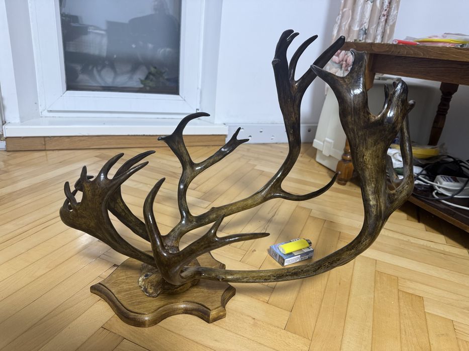 Оленячі роги 6шт Вартість 1шт 8000гр