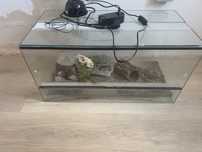 terrarium 80cm + wyprawka