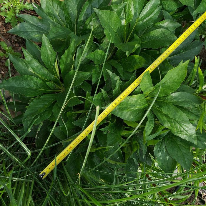 Чемерник (Морознік)