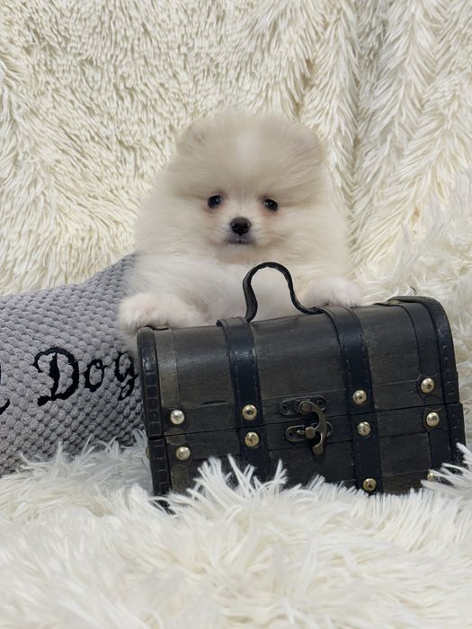 Pomeranian Szpic miniaturowy malutki chłopczyk