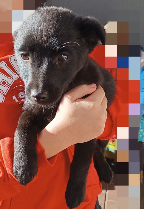 Oddam szczeniaki (2 suczki) 11 tygodniowe