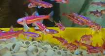 Peixe Arco iris \ notropis chrosomus - AGUA FRIA