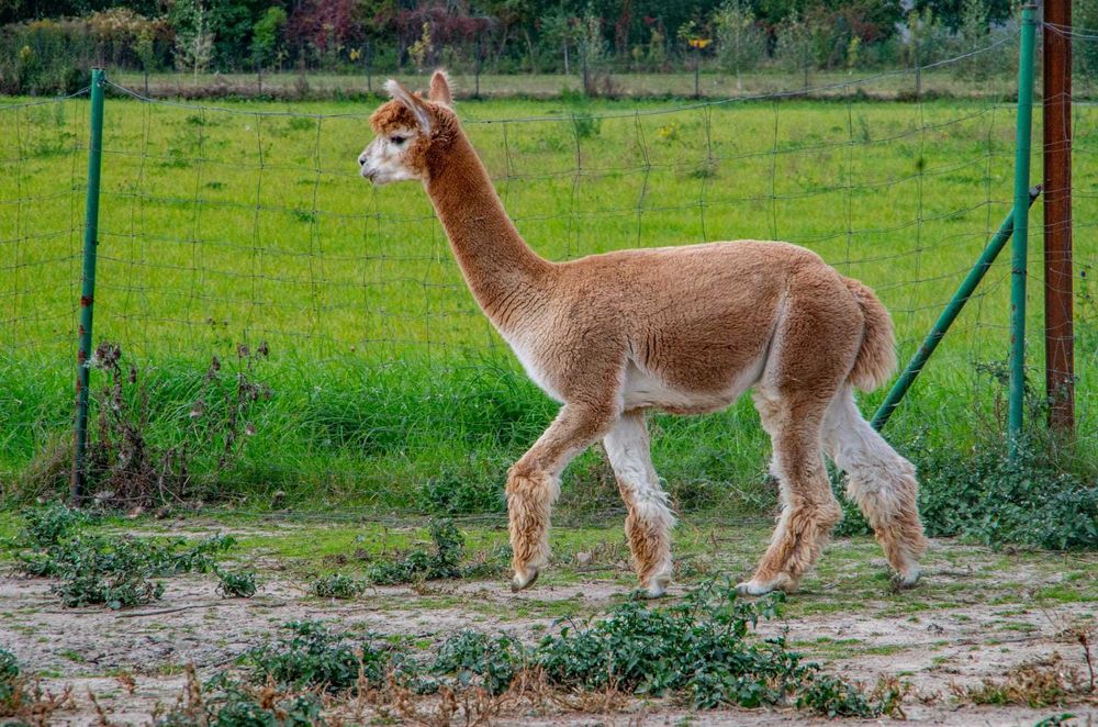Alpaka samiec młody - ciemnobeżowy