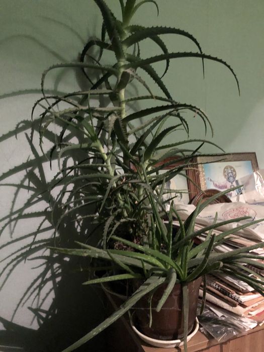 Вазони лікувальні і декоративні