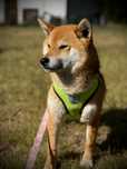 Sunia shiba inu