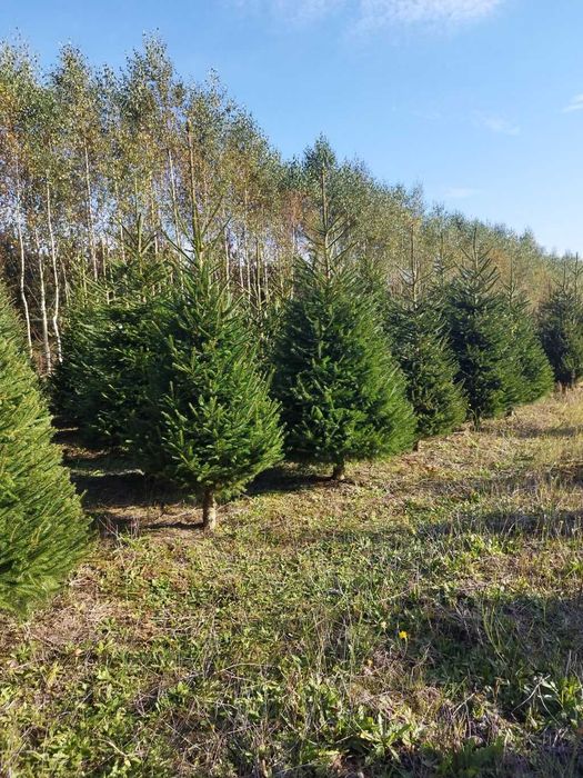 Choinki świateczne formowane - plantacja