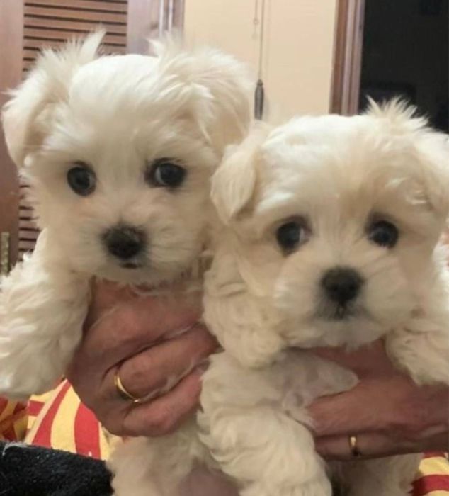 От 800€‼️Чистокровные элитные мальтипу мини в разных окрасах