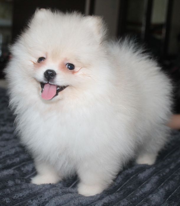 Дівчинка 2 міс КСУ