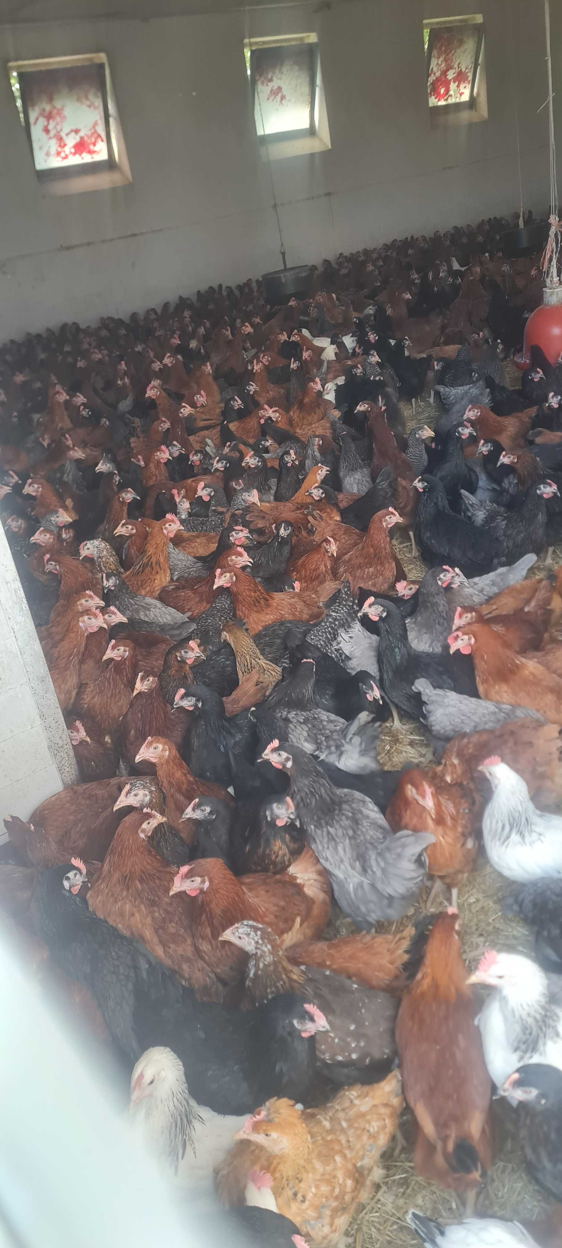 Kury Messa Rossa Leghorn Dominant ! NIOSKI młode z wolnego wybiegu !