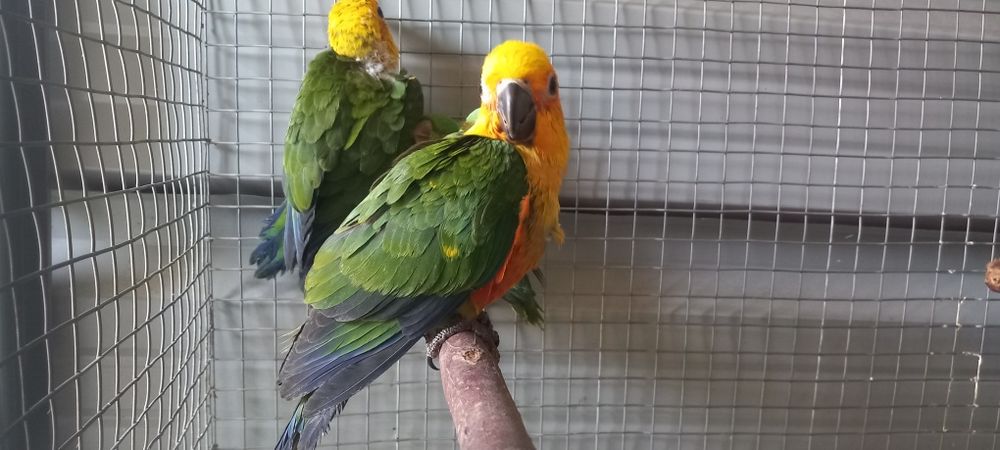2 Aratinga Jandaia para acabar criar a mao