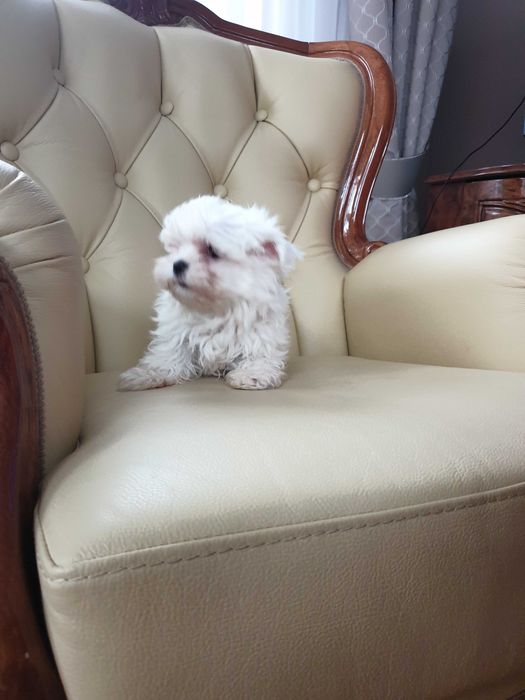 Maltańczyk szczeniak