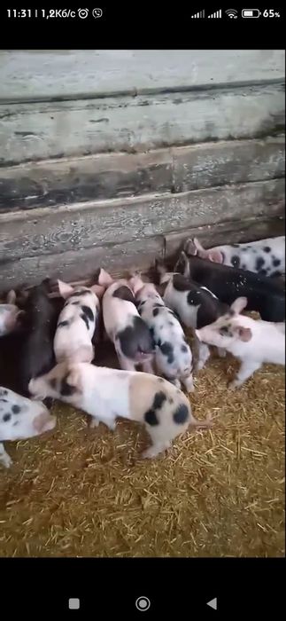 Поросята м'ясна порода ,,Макстер''+ ,, Петрен''  кабанчики кастровані,