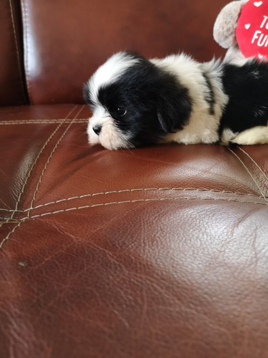 ** SUCZKA ** rasy Shih Tzu pięknie umaszczona dziewczynka.  Laleczka.