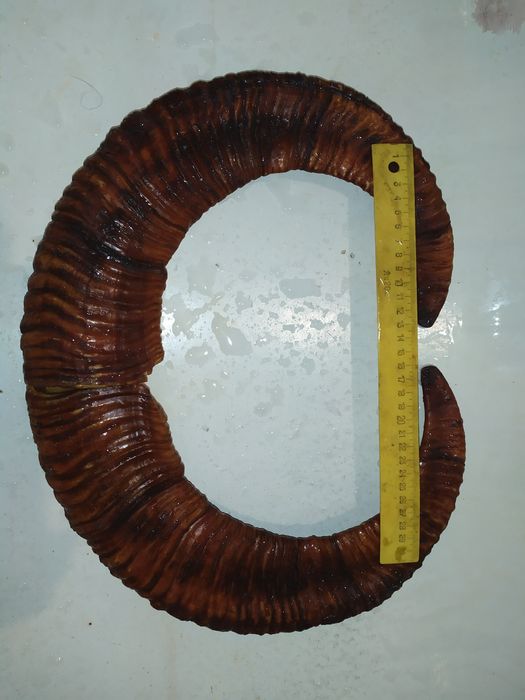 Рога животных  продам хороший экземпляр