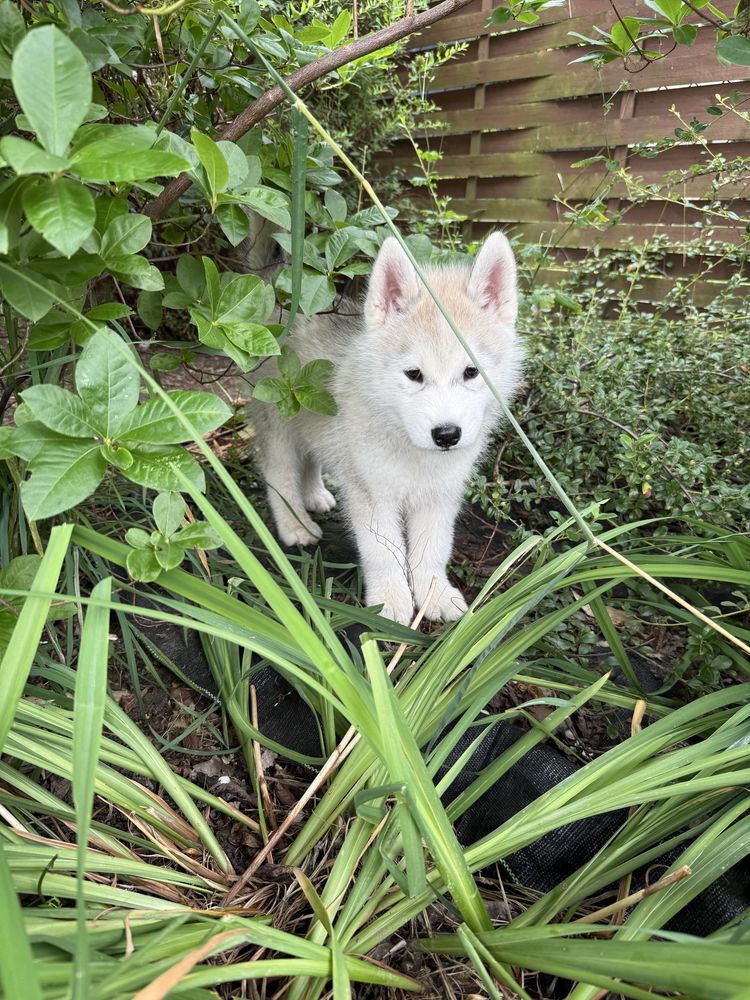 Piekny pies Siberian Husky