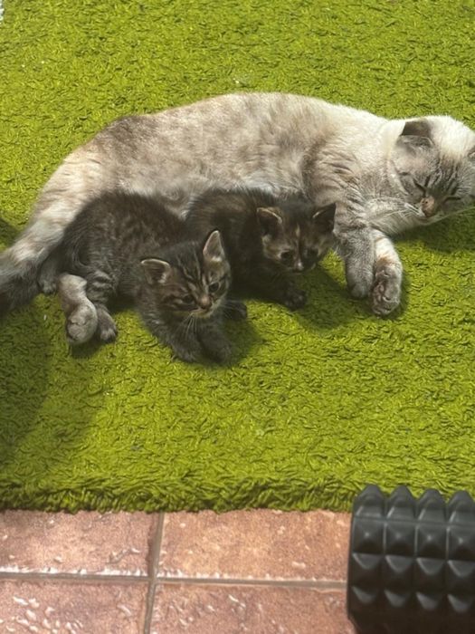 Отдам котят от вислоухой мамы