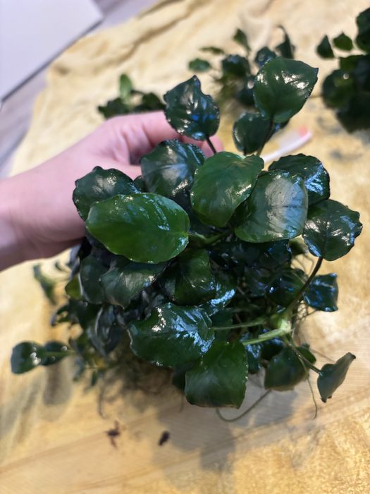 Anubias nana kępy