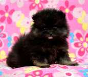 Szpic Miniaturowy Pomeranian suczka black&tan Candy ZKwP FCI rodowód