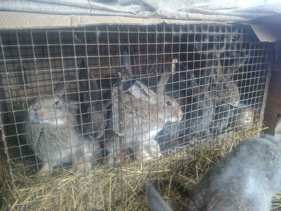 Кроликі панон з бабочкой, фландр,молодняк та великі кроли .