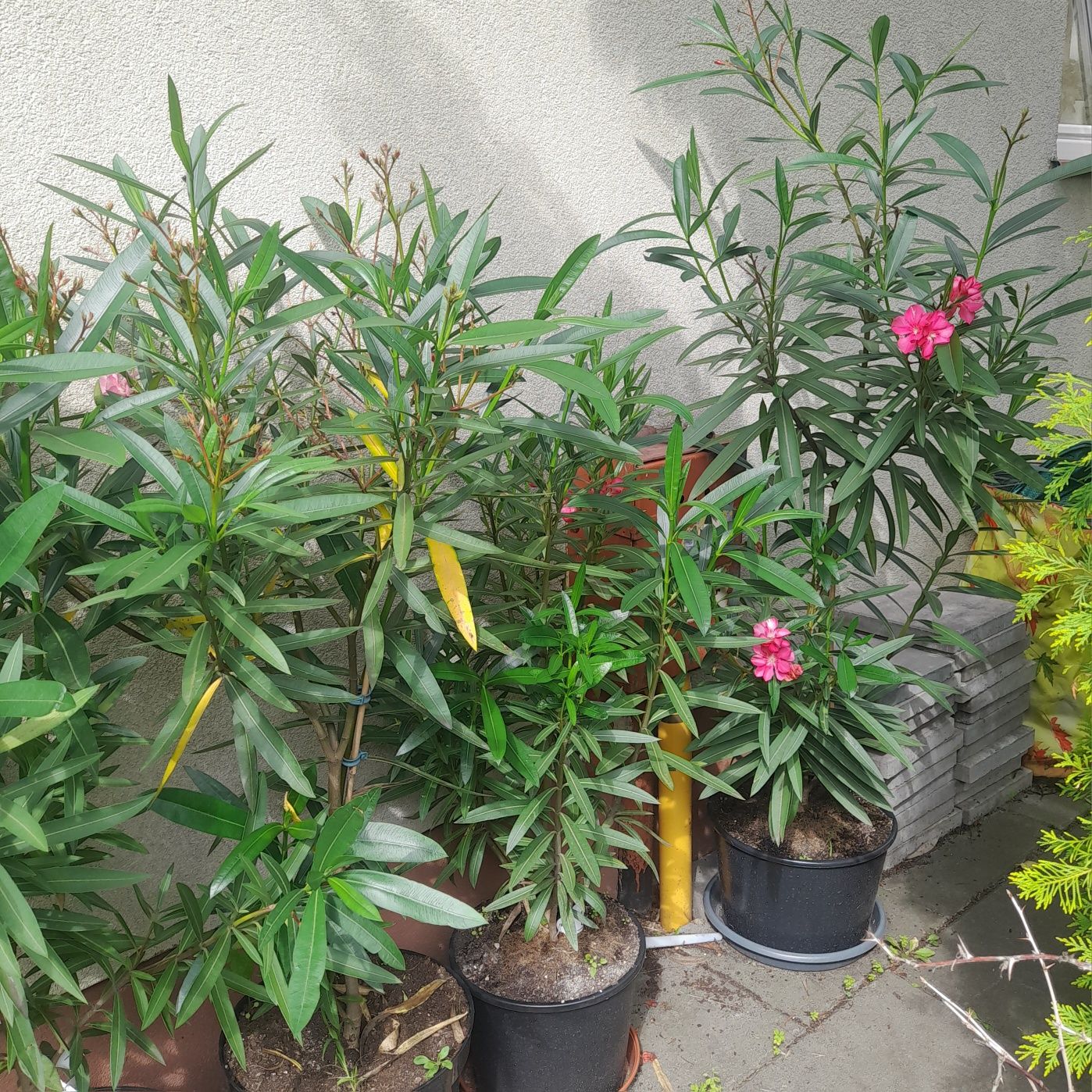 Sprzedam Oleander w donicach