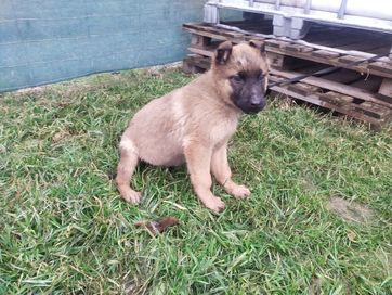 Owczarek belgijski malinois